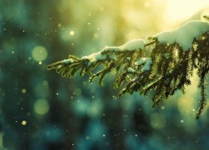 christmas-nature-photography-pine-tree-pretty-Favim_com-323337